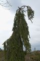 Picea abies Frohburg-1 Świerk pospolity